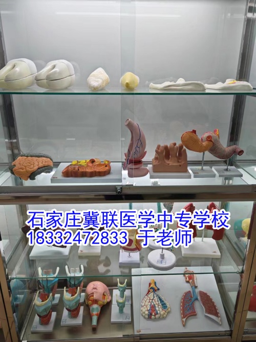 石家莊冀聯(lián)醫(yī)學(xué)中專學(xué)校護(hù)理學(xué)習(xí)什么？接觸解剖嗎？